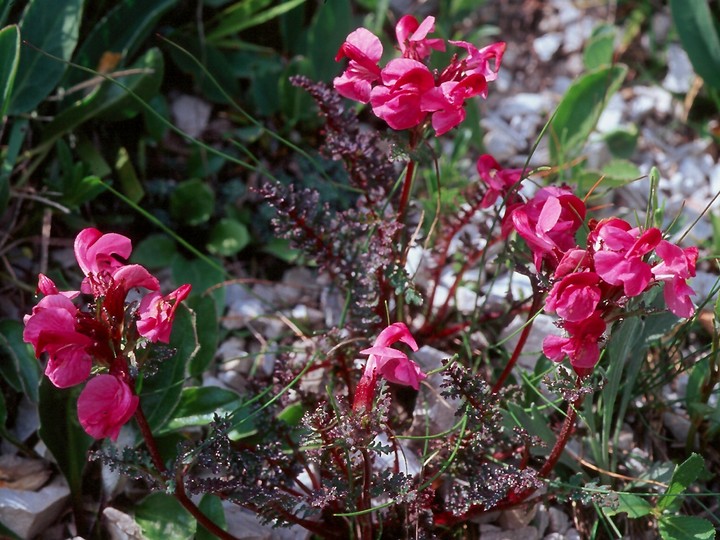 Pedicularis rostrato-capitata