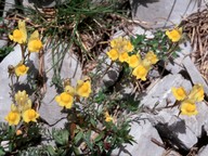 Linaria supina