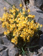 Linaria supina