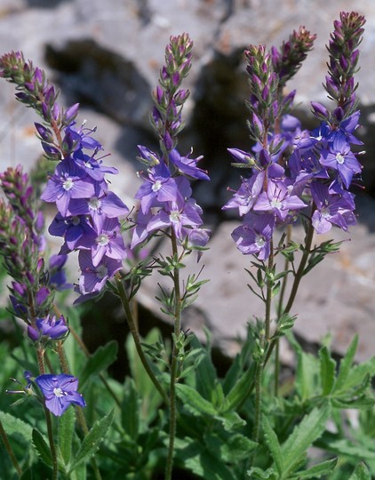 Veronica teucrium