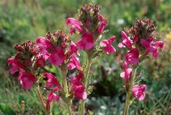 Pedicularis gyroflexa