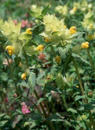 Rhinanthus alectorolophus