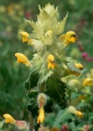 Rhinanthus alectorolophus