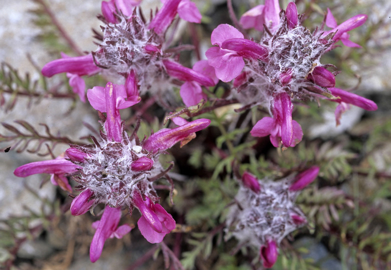 Pedicularis rosea ssp. allionii