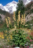 Digitalis grandiflora