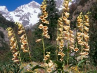 Digitalis grandiflora