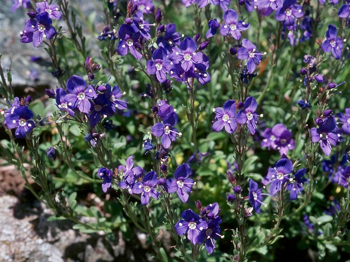 Veronica fruticans