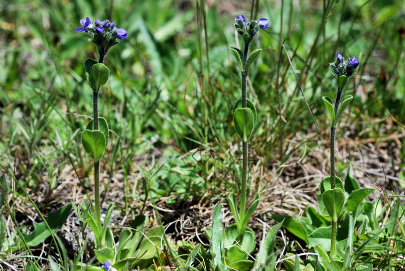 Veronica bellidioides