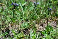 Veronica bellidioides