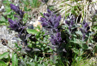 Bartsia alpina