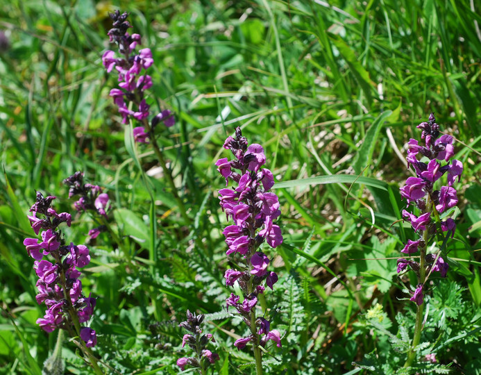 Pedicularis rostrato-spicata