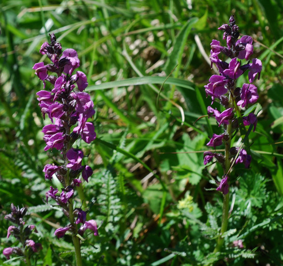 Pedicularis rostrato-spicata