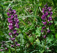 Pedicularis rostrato-spicata