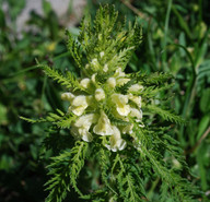 Pedicularis foliosa