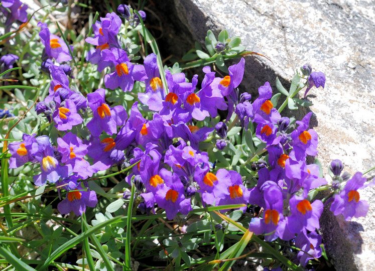 Linaria alpina