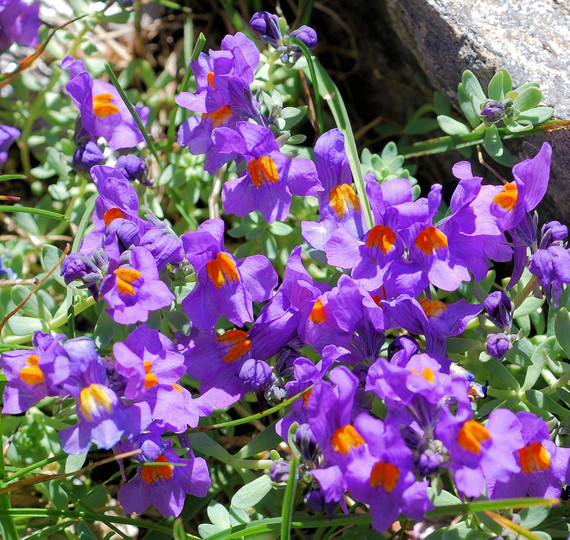 Linaria alpina