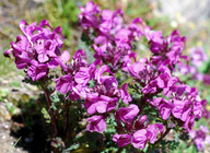 Pedicularis rostrato-capitata