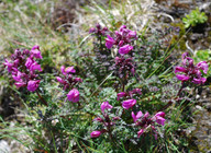 Pedicularis rostrato-capitata