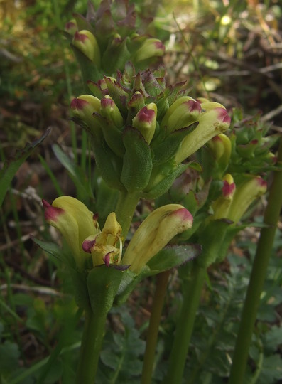 Pedicularis sceptrum-carolinum