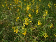 Melampyrum pratense f. lutea