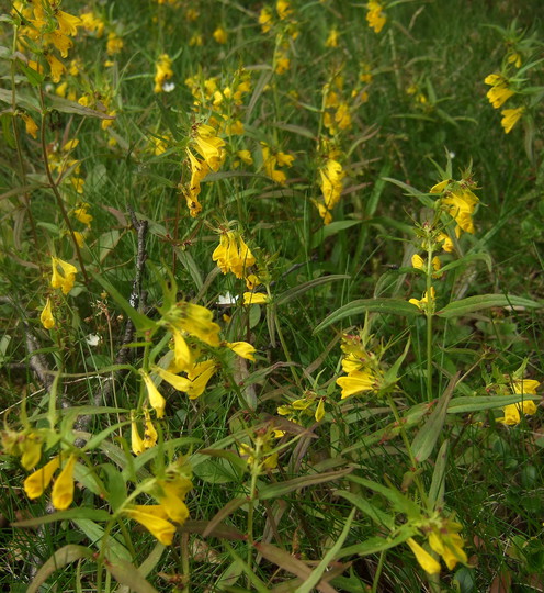 Melampyrum pratense f. lutea