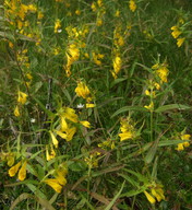 Melampyrum pratense f. lutea