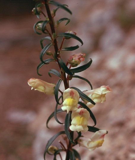 Anthirrhinum siculum