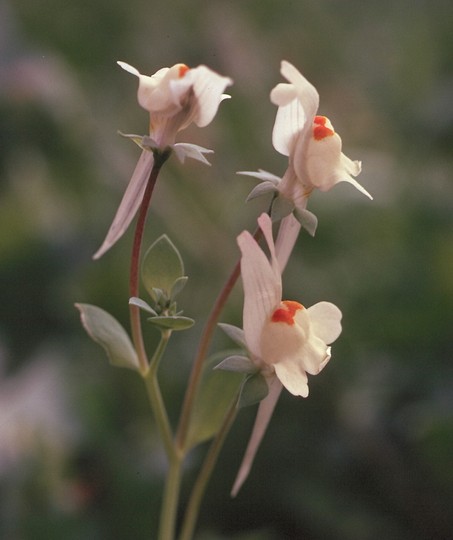 Linaria chalepensis