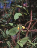 Melampyrum nemorosum