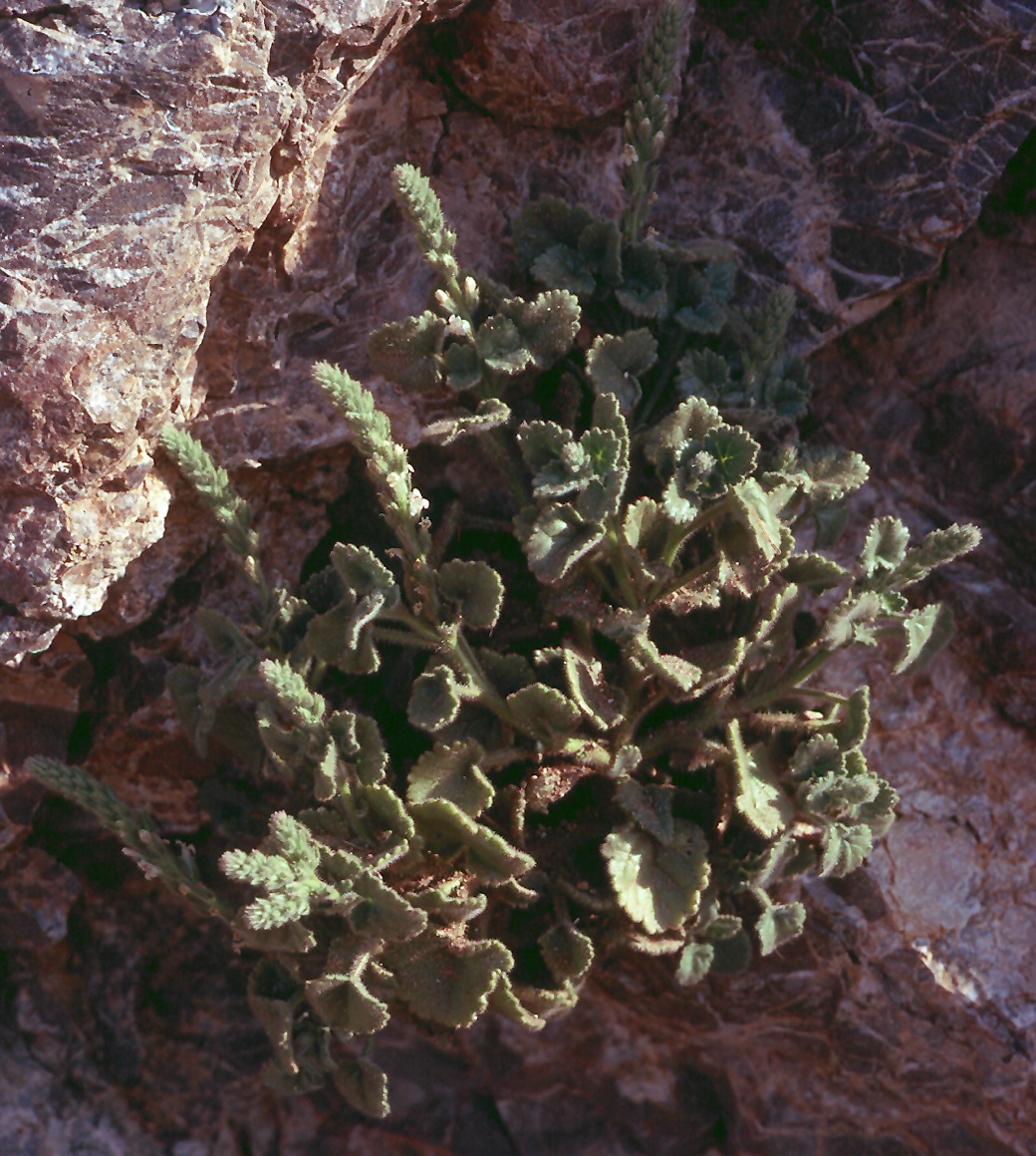Lafuentia rotundifolia