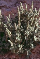 Lafuentia rotundifolia