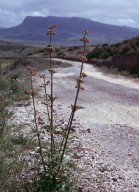 Scrophularia sambucifolia