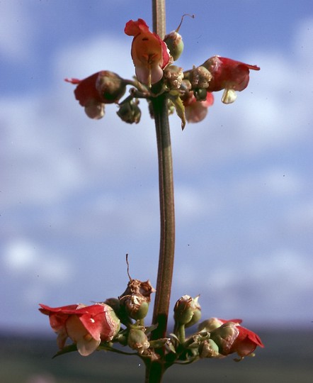 Scrophularia sambucifolia