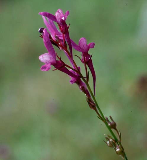 Linaria pelisseriana