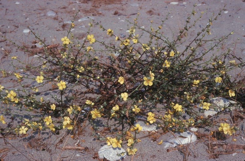 Verbascum pinnatifidum