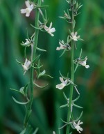 Linaria chalepensis