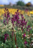 Linaria pelisseriana