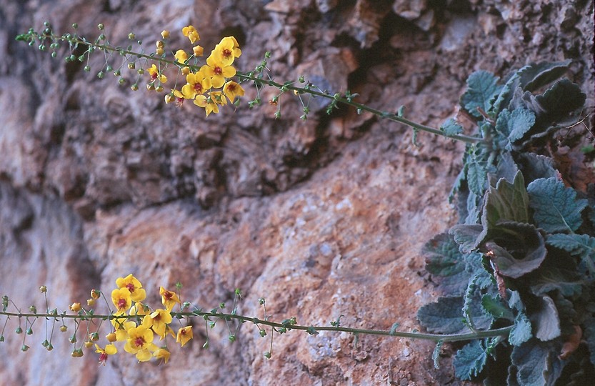 Verbascum arcturus