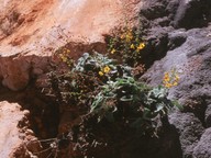 Verbascum arcturus