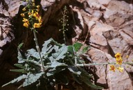 Verbascum arcturus