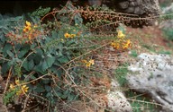 Verbascum arcturus