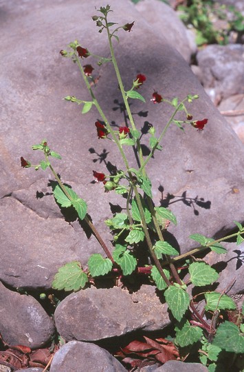 Scrophularia peregrina