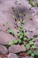 Scrophularia peregrina