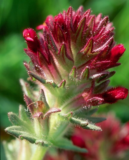 Parentucellia latifolia