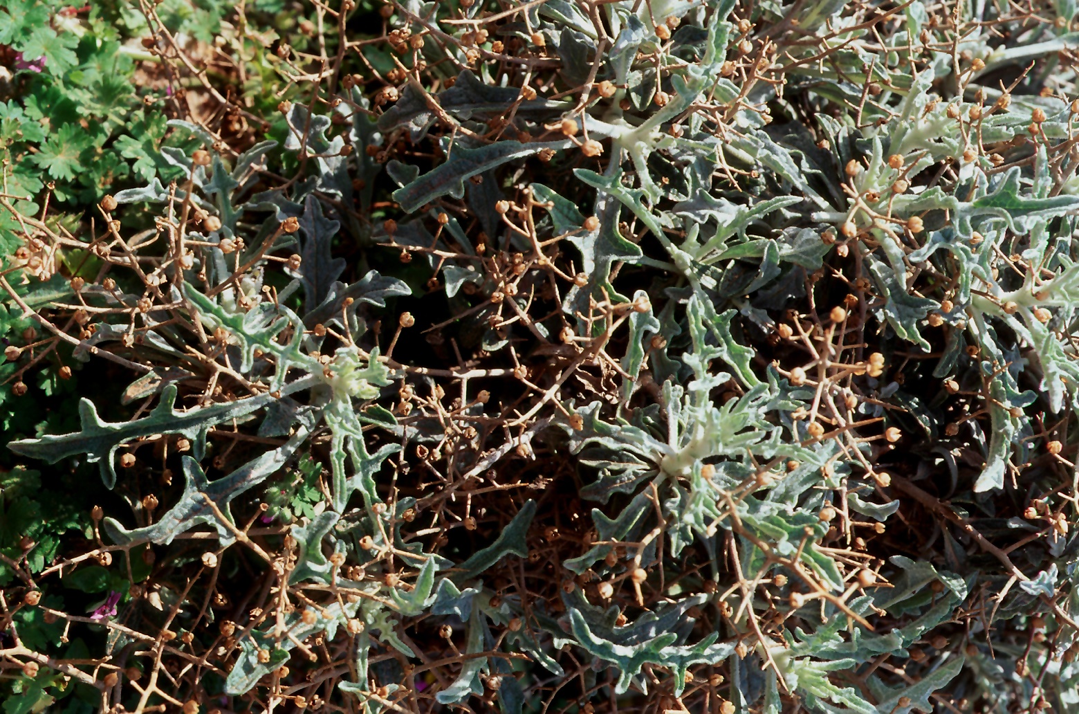 Verbascum spinosum