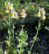 Linaria triphylla