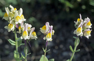 Linaria triphylla