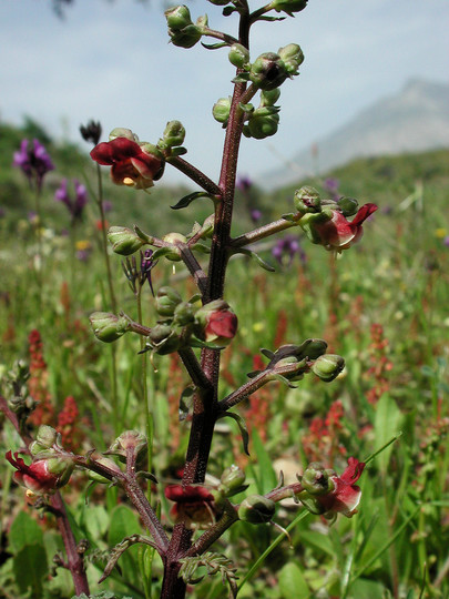 Scrophularia lucida