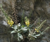 Verbascum arcturus