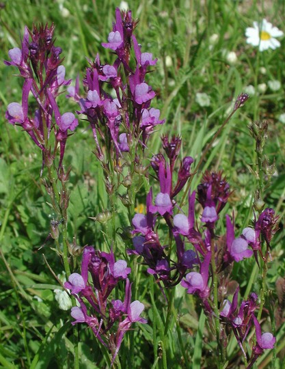 Linaria pelisseriana